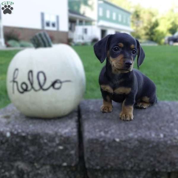 Pansey, Dachshund Puppy