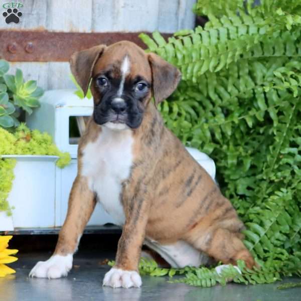 Pansy, Boxer Puppy