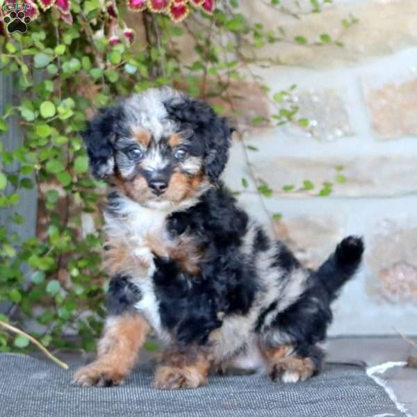 Pansy, Mini Bernedoodle Puppy
