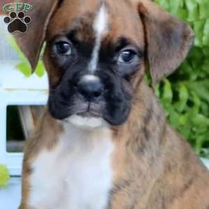 Pansy, Boxer Puppy