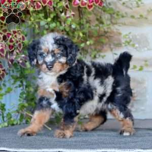 Pansy, Mini Bernedoodle Puppy
