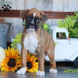 Pansy, Boxer Puppy
