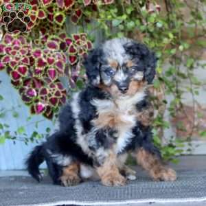 Pansy, Mini Bernedoodle Puppy