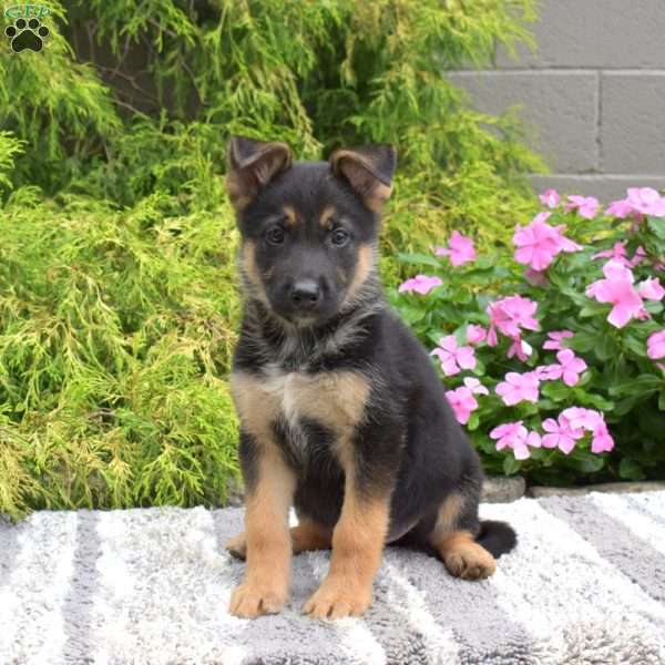 Paris, German Shepherd Mix Puppy