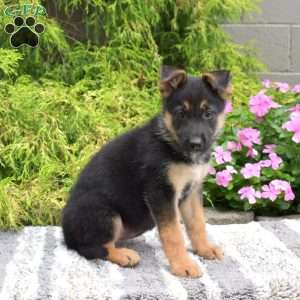 Paris, German Shepherd Mix Puppy