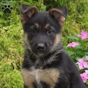Paris, German Shepherd Mix Puppy