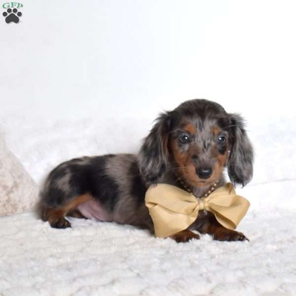 Parker, Dachshund Puppy