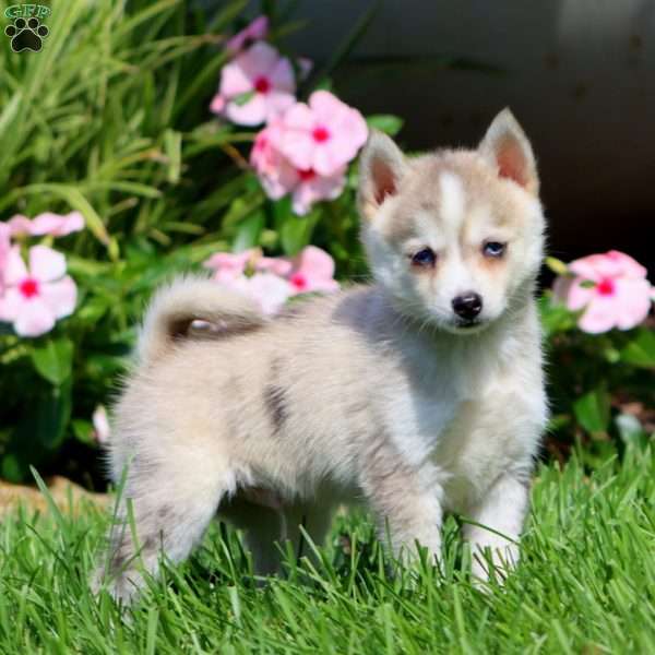 Parker, Pomsky Puppy