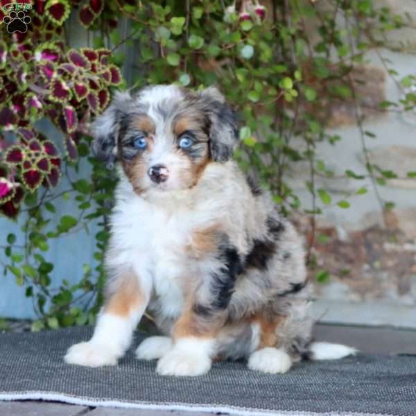 Parker, Mini Bernedoodle Puppy