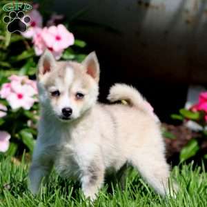 Parker, Pomsky Puppy