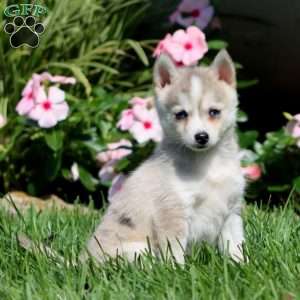 Parker, Pomsky Puppy
