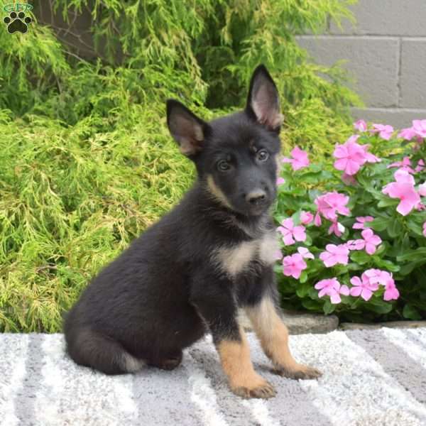 Patch, German Shepherd Mix Puppy
