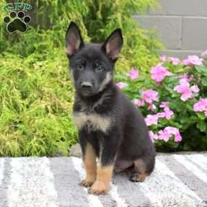 Patch, German Shepherd Mix Puppy