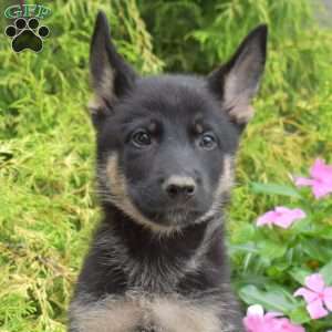 Patch, German Shepherd Mix Puppy