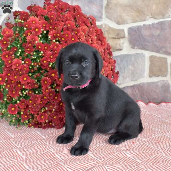 Patches, Black Labrador Retriever Puppy
