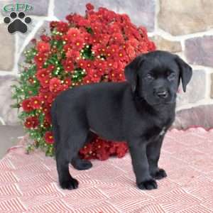 Patches, Black Labrador Retriever Puppy