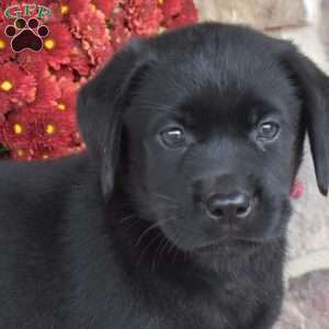 Patches, Black Labrador Retriever Puppy