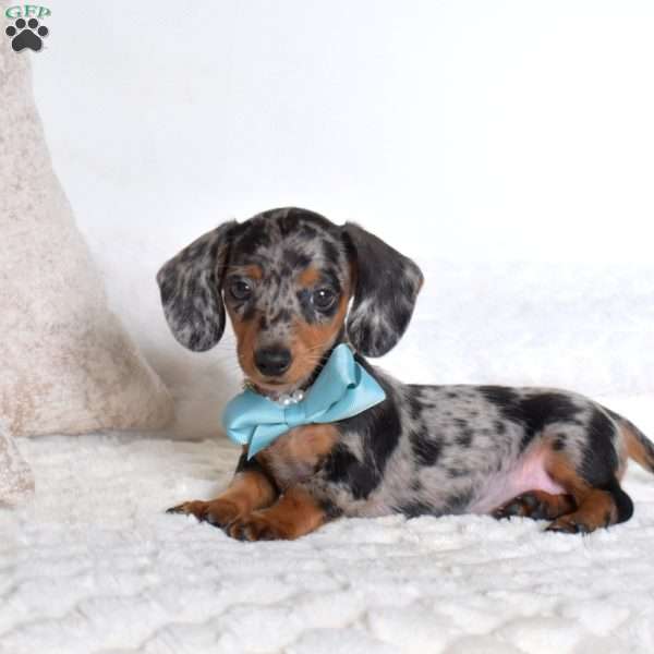 Patches, Dachshund Puppy