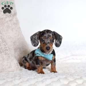Patches, Dachshund Puppy
