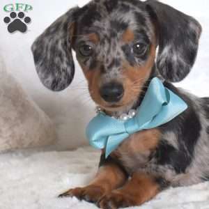 Patches, Dachshund Puppy