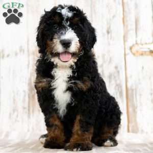 Patrick, Mini Bernedoodle Puppy
