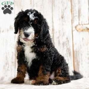 Patrick, Mini Bernedoodle Puppy
