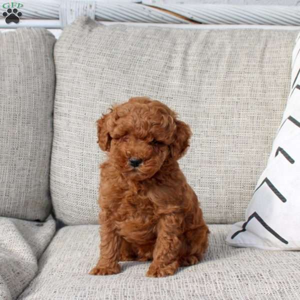 Patrick, Miniature Poodle Puppy