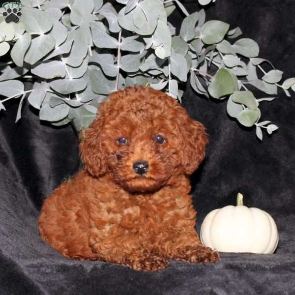Patrick, Miniature Poodle Puppy