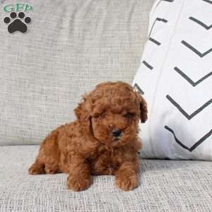 Patrick, Miniature Poodle Puppy