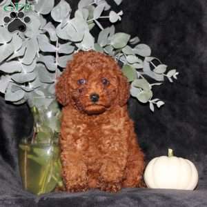 Patrick, Miniature Poodle Puppy