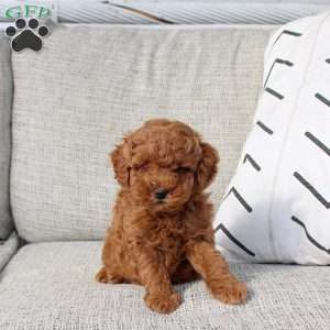 Patrick, Miniature Poodle Puppy