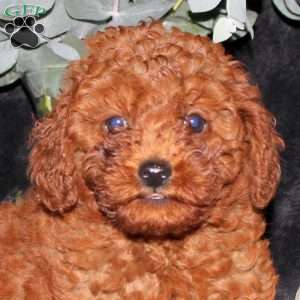 Patrick, Miniature Poodle Puppy