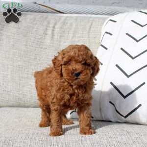 Patrick, Miniature Poodle Puppy