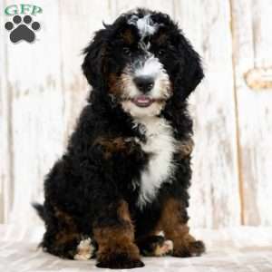 Patrick, Mini Bernedoodle Puppy