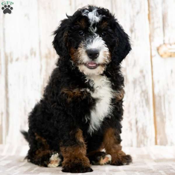 Patrick, Mini Bernedoodle Puppy