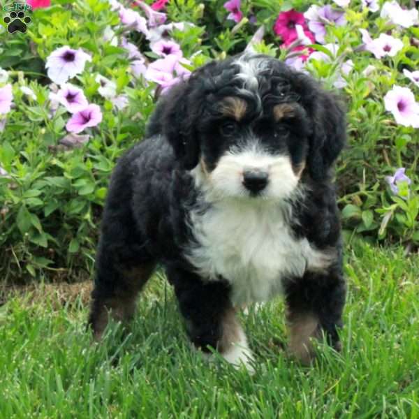 Pax, Mini Bernedoodle Puppy