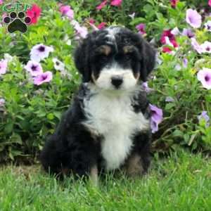 Pax, Mini Bernedoodle Puppy