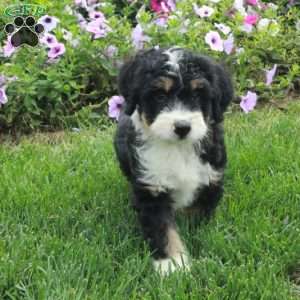 Pax, Mini Bernedoodle Puppy