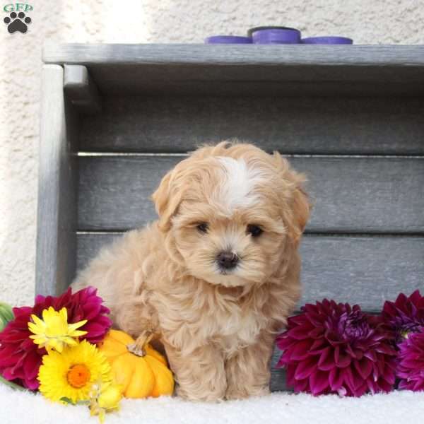 Peaches, Maltipoo Puppy