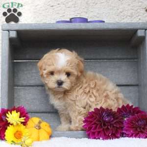 Peaches, Maltipoo Puppy