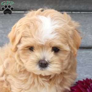 Peaches, Maltipoo Puppy