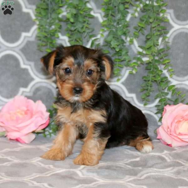 Peanut, Yorkie Puppy