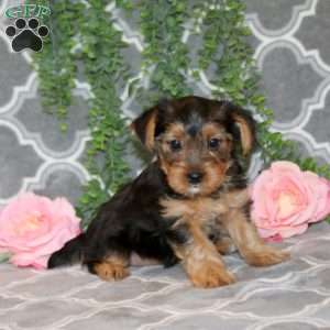 Peanut, Yorkie Puppy