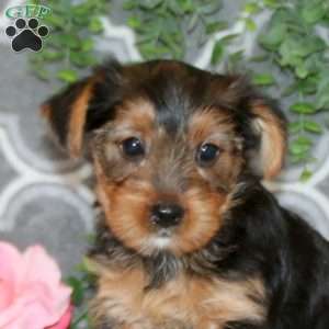Peanut, Yorkie Puppy