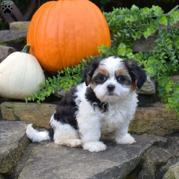 Pecan, Shih Tzu Mix Puppy