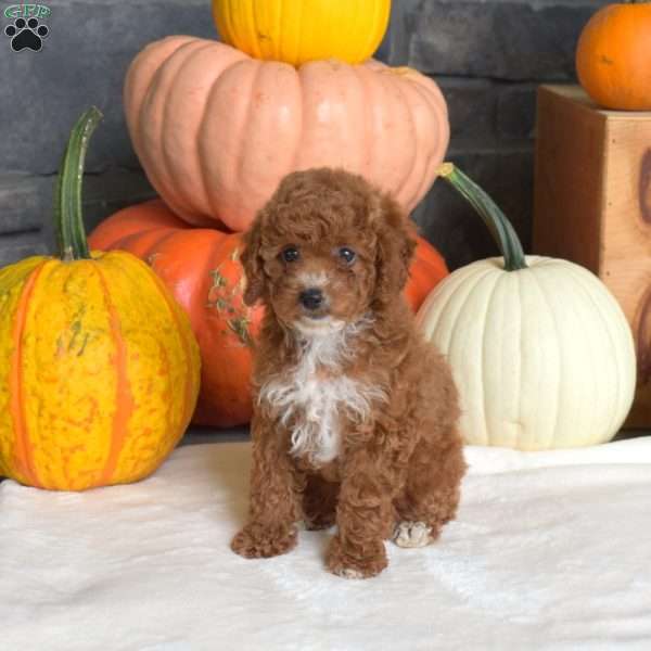 Pecan, Toy Poodle Puppy