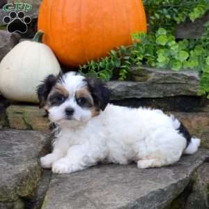 Pecan, Shih Tzu Mix Puppy