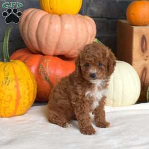 Pecan, Toy Poodle Puppy