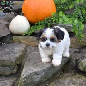 Pecan, Shih Tzu Mix Puppy