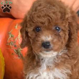 Pecan, Toy Poodle Puppy